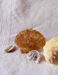 Clam shell hair claw clip coastal beach accessory Australia